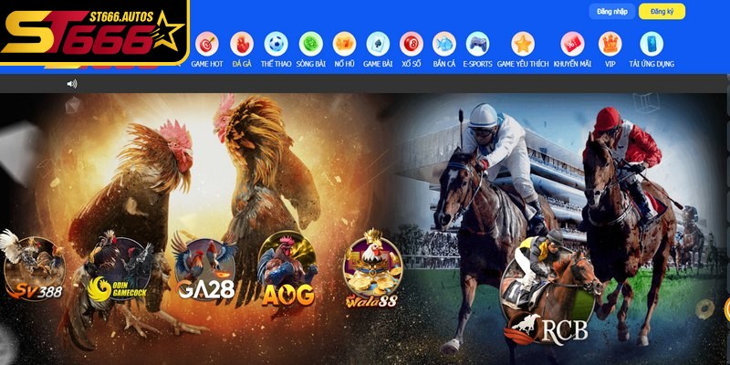 Đá gà ST666 là sảnh cá cược chọi kê trực tuyến uy tín