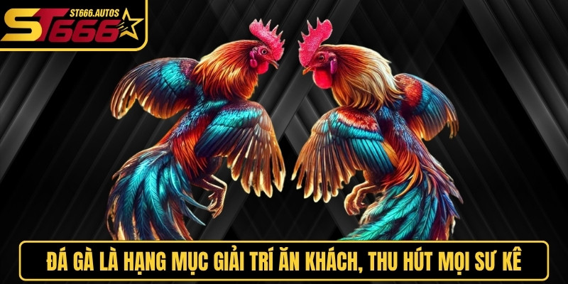 Đá gà là một hạng mục giải trí ăn khách, thu hút mọi sư kê